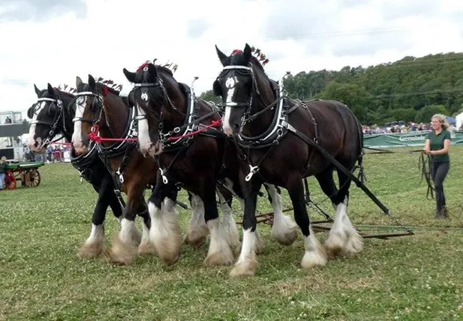 biddacott_farm_10