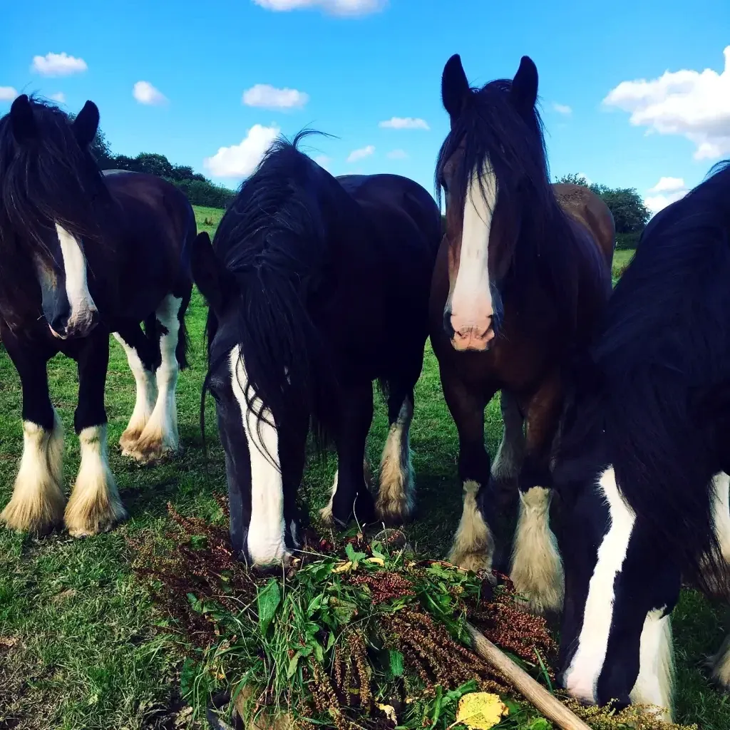 biddacott_farm_8