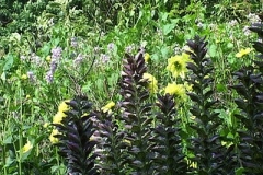 garden0644i5