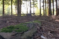 woodland0644i1