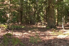 woodland0644i2