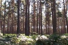 woodland0644i3