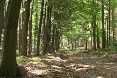woodland0644i4