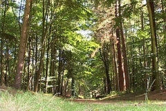 woodland0644i5