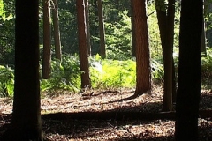 woodland0644i6