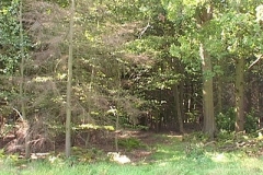 woodland0644i7