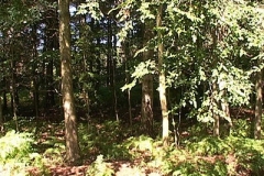 woodland0644i8